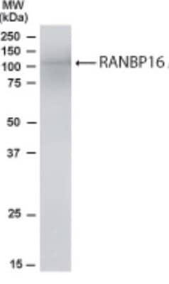 Western Blot RanBP16 Antibody