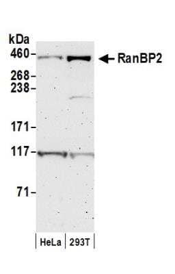 <b>Biological Strategies Validation. </b>Western Blot: RanBP2 Antibody [NB100-93337] - Detection of Human RanBP2 by Western Blot. Samples: Whole cell lysate (50 ug) from HeLa and 293T cells prepared using NETN lysis buffer. Antibody: Affinity purified rabbit anti-RanBP2 antibody NB100-93337 used for WB at 0.1 ug/ml. Detection: Chemiluminescence with an exposure time of 3 minutes.