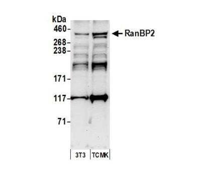 Western Blot: RanBP2 Antibody [NB100-93337] - Whole cell lysate (50 ug) from NIH3T3 and TCMK-1 cells prepared using NETN lysis buffer. Antibody: Affinity purified rabbit anti-RanBP2 antibodyused for WB at 1 ug/ml. Detection: Chemiluminescence with an exposure time of 30 seconds.