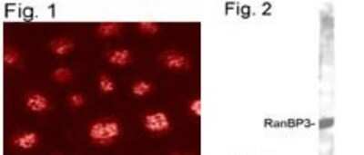 Immunohistochemistry: RanBP3 Antibody [NB120-2939] - Figure 1: IHC staining of RanBP3 in NRK cells. Figure 2: WB of RanBP3 from HeLa cytosol.