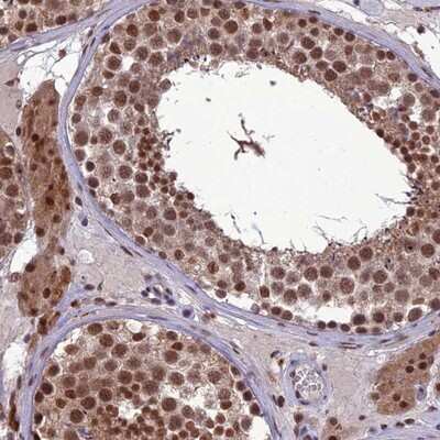 Immunohistochemistry-Paraffin: RanBP3 Antibody [NBP1-92314] - Staining of human testis shows strong nuclear and cytoplasmic positivity.