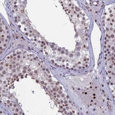 Immunohistochemistry-Paraffin: RanBP3 Antibody [NBP1-92315] - Staining of human testis shows moderate nuclear positivity in cells in seminiferus ducts and strong positivity in Leydig cells.
