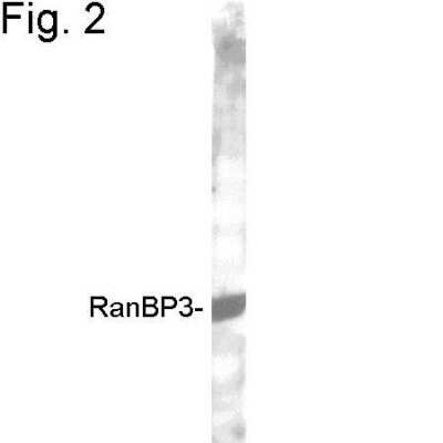 Western Blot: RanBP3 Antibody [NB120-2939] - Analysis of RanBP3 from HeLa cytosol.