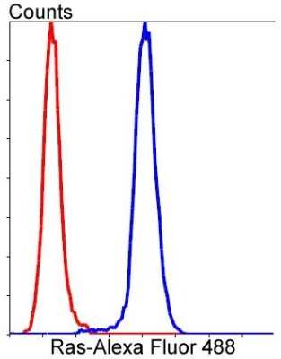 Flow Cytometry: Ras Antibody (SA39-05) [NBP2-67290] - Analysis of Hela cells with Ras antibody at 1/50 dilution (blue) compared with an unlabelled control (cells without incubation with primary antibody; red). Alexa Fluor 488-conjugated goat anti rabbit IgG was used as the secondary antibody.
