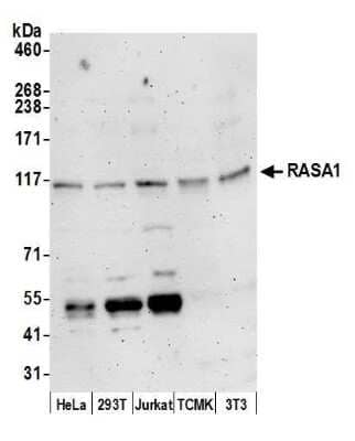 Western Blot: Ras-GAP Antibody [NBP2-59127] - Detection of human and mouse RASA1 by western blot. Samples: Whole cell lysate (15 ug) from HeLa, 293T, Jurkat, mouse TCMK-1, and mouse NIH3T3 cells prepared using NETN lysis buffer. Antibody: Affinity purified rabbit anti-RASA1 antibody NBP2-59127 used for WB at 1:1000. Detection: Chemiluminescence with an exposure time of 3 minutes.Previous