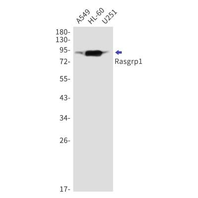 Western Blot Rasgrp1 Antibody (S02-2G4)