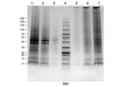 SDS-Page: Rat Brain Whole Tissue Lysate (Post-Natal Whole) [NBP3-05287] - Lane 1: Rat Brain, Post Natal, WCL (10ug) Reduced. Lane 2: Rat Brain, Post Natal, WCL (5ug) Reduced. Lane 3: Rat Brain, Post Natal, WCL (1ug) Reduced. Lane 4: Opal pre-stained Molecular Weight Markers. Lane 5: Rat Brain, Post Natal, WCL (1ug) Non-Reduced. Lane 6: Rat Brain, Post Natal, WCL (5ug) Non-Reduced. Lane 7: Rat Brain, Post Natal, WCL (10ug) Non-Reduced. Coomassie Blue stained. Observed and Expected MW: Various bands between ~11-245 kDa.