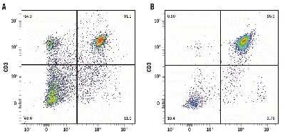 Flow Cytometry: Rat CD4+ T Cell Isolation Kit [MAGR302B-NOV] - Rat splenocytes before (A) and after (B) isolation of CD4+ T cells using the MagCellect Rat CD4+ T cell Isolation Kit. Dot plots reflect all viable cells stained with PE-conjugated anti-rat CD3 and APC-conjugated anti-rat CD4. Purity of isolated cells for this experiment was 85.8%.