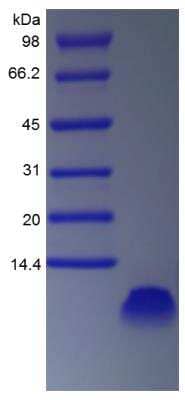 SDS-Page: Rat EGF Protein [NBP2-35293]