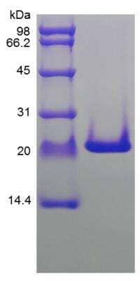 SDS-Page: Rat FGF-10 Protein [NBP2-35261]