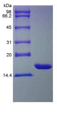 SDS-Page: Rat IL-1 alpha/IL-1F1 Protein [NBP2-35227]