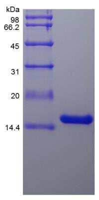 SDS-Page: Rat IL-22 Protein [NBP2-35247]