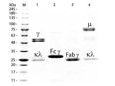 SDS-Page: Rat IgG F(ab) Isotype Control [Rhodamine] [NBP1-96799] - Lane M: 3 uL Opal Prestained Marker. Lane 1: Reduced Rat IgG Whole Molecule. Lane 2: Reduced Rat IgG F(c) Fragment. Lane 3: Reduced Rat IgG Fab Fragment Rhodamine Conjugated. Lane 4: Reduced Rat IgM Whole Molecule. Load: 1 ug of IgG, F(c), Fab; 1.5 ug of IgM.