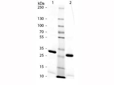 SDS-Page: Rat IgG Fc Isotype Control [NBP1-96967] - SDS-Page of Rat IgG F(c). Lane 1: Rat Fc - Non-reduced. Lane 2: Rat Fc - Reduced. Load: 1.0 ug per lane. Predicted/Observed size: 25 kDa, 25 kDa for Reduced Fc. Other band(s): None.