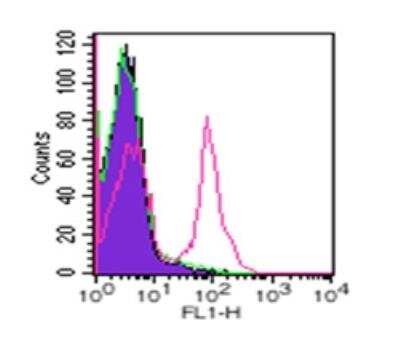 Flow Cytometry: Rat IgG2a Isotype Control (2A3) [FITC] [NBP2-30138] - Flow analysis of CD19 in 10^6 mouse splenocytes using 0.25 ug of IMG-6294C. The shaded histogram represents mouse splenocytes alone; green represents rat isotype control (20211C); red represents mouse CD19 IMG-6294C antibody.