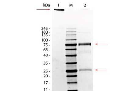 SDS-Page: Rat IgM Isotype Control [NBP1-96776] - Lane 1: Rat IgM, Non-Reduced. Lane 2: Rat IgM, Reduced. Load: 1.0 ug per lane.