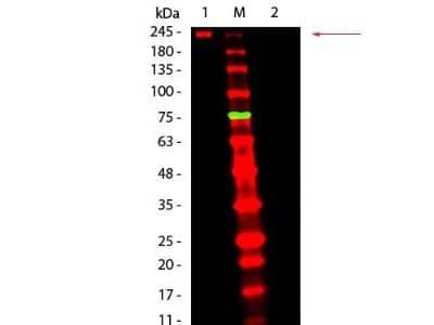 Western Blot: Rat Pure-Blot anti-Mouse IgG (H+L) Secondary Antibody (eB144) [DyLight 680] [NBP3-11664] - Western Blot of Rat Pure-Blot anti-Mouse IgG (H+L) Secondary Antibody (eB144) [DyLight 680]. Lane 1: Mouse IgG, Non-reduced. Lane 2: Mouse IgG, Reduced. Load: 50 ng per lane. Primary antibody: none. Secondary antibody: Mouse Pure-Blot anti-Rabbit IgG Secondary antibody (eB144) [DyLight 680] at 1:1,000 for 60 min at RT. Block for 30 min at RT. Predicted/Observed size: 160 kDa for Mouse IgG, Non-reduced. Migrates at slightly higher molecular weight. Other band(s): none.