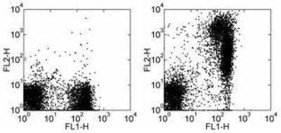 Flow Cytometry: Rat anti-Mouse IgM Heavy Chain Secondary Antibody (eB121-15F9) [NBP1-43282] - Staining of BALB/c splenocytes with Anti-Human/Mouse CD45R (B220) FITC and 0.25 ug of Rat IgG2a Isotype Control Biotin (left) or 0.25 ug of Anti-Mouse IgM Biotin (right) followed by Streptavidin PE. Total viable cells were used for analysis.