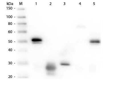 Western Blot: Rat anti-Rabbit IgG (H+L) Secondary Antibody [HRP] (Pre-adsorbed) [NBP1-73747] - Lane 1: Rabbit IgG whole molecule. Lane 2: Rabbit IgG F(ab) Fragment. Lane 3: Rabbit IgG F(c) Fragment. Lane 4: Rabbit IgM Whole Molecule. Lane 5: Normal Rabbit Serum. All samples were reduced. Load: 50 ng per lane. Block: incubated with blocking buffer for 30 min at RT. Primary Antibody: Anti-Rabbit IgG (H&L) (RAT) Antibody (Min X Hu, Gt, Ms Serum Proteins) 1:1,000 for 60 min at RT. Secondary antibody: Anti-Rat IgG (RABBIT) Peroxidase Conjugated Antibody 1:40,000 in incubated with blocking buffer for 30 min at RT. Predicted/Observed Size: 25 and 50 kDa for Rabbit IgG and Serum, 25 kDa for F(c) and F(ab), 70 and 23 kDa for IgM. Rabbit F(c) migrates slightly higher.