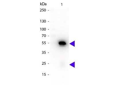 Western Blot: Rat anti-Rabbit IgG (H+L) Secondary Antibody [HRP] (Pre-adsorbed) [NBP1-73747] - Western blot of Rat anti-Rabbit IgG (H+L) Secondary Antibody [HRP] (Pre-adsorbed).Lane 1:  Rabbit IgG.Lane 2:  None.Load:  50 ng per lane.Primary antibody:  None.Secondary antibody:  Rat anti-Rabbit IgG (H+L) Secondary Antibody [HRP] (Pre-adsorbed) at 1:1000 for 60 min at RT.Blocking:  Fluorescent blocking buffer for 30 min at RT.Predicted/Observed size:  25 & 55 kDa, 25 & 55 kDa for Rabbit IgG.Other band(s):  None.
