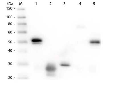 Western Blot: Rat anti-Rabbit IgG (H+L) Secondary Antibody [Rhodamine] (Pre-adsorbed) [NBP1-73660] - Lane 1: Rabbit IgG whole molecule. Lane 2: Rabbit IgG F(ab) Fragment. Lane 3: Rabbit IgG F(c) Fragment. Lane 4: Rabbit IgM Whole Molecule. Lane 5: Normal Rabbit Serum. All samples were reduced. Load: 50 ng per lane. Block: incubated with blocking buffer for 30 min at RT. Primary Antibody: Anti-Rabbit IgG (H&L) (RAT) Antibody (Min X Hu, Gt, Ms Serum Proteins) 1:1,000 for 60 min at RT. Secondary antibody: Anti-Rat IgG (RABBIT) Peroxidase Conjugated Antibody 1:40,000 in incubated with blocking buffer for 30 min at RT. Predicted/Observed Size: 25 and 50 kDa for Rabbit IgG and Serum, 25 kDa for F(c) and F(ab), 70 and 23 kDa for IgM. Rabbit F(c) migrates slightly higher.