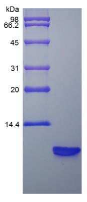 SDS-PAGE Recombinant Rat beta-Defensin 3 Protein