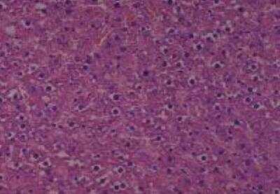 Hematoxylin & Eosin Stain: Rat organs formalin fixed Tissue MicroArray (Normal) [NBP2-30226] - 07. Liver