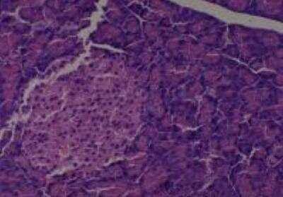 Hematoxylin & Eosin Stain: Rat organs formalin fixed Tissue MicroArray (Normal) [NBP2-30226] - 08. Pancreas