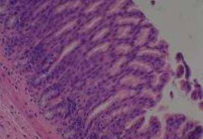 Hematoxylin & Eosin Stain: Rat organs formalin fixed Tissue MicroArray (Normal) [NBP2-30226] - 09. Stomach