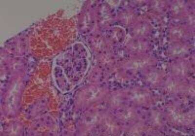 Hematoxylin & Eosin Stain: Rat organs formalin fixed Tissue MicroArray (Normal) [NBP2-30226] - 12. Kidney, cortex