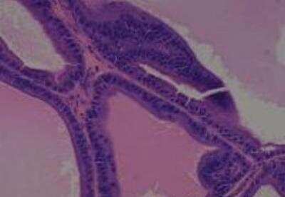 Hematoxylin & Eosin Stain: Rat organs formalin fixed Tissue MicroArray (Normal) [NBP2-30226] - 14. Prostate