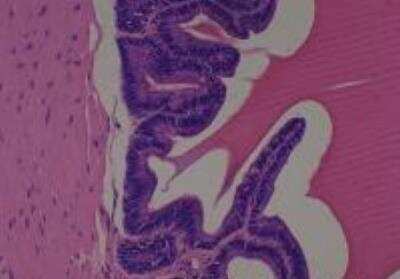 Hematoxylin & Eosin Stain: Rat organs formalin fixed Tissue MicroArray (Normal) [NBP2-30226] - 15. Seminal vesicle