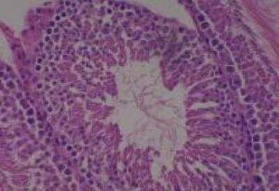 Hematoxylin & Eosin Stain: Rat organs formalin fixed Tissue MicroArray (Normal) [NBP2-30226] - 16. Testis