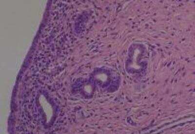 Hematoxylin & Eosin Stain: Rat organs formalin fixed Tissue MicroArray (Normal) [NBP2-30226] - 18. Uterus