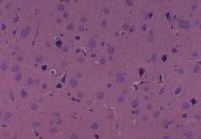 Hematoxylin & Eosin Stain: Rat organs formalin fixed Tissue MicroArray (Normal) [NBP2-30226] - 21. Cerebrum