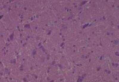 Hematoxylin & Eosin Stain: Rat organs formalin fixed Tissue MicroArray (Normal) [NBP2-30226] -  22. Pons