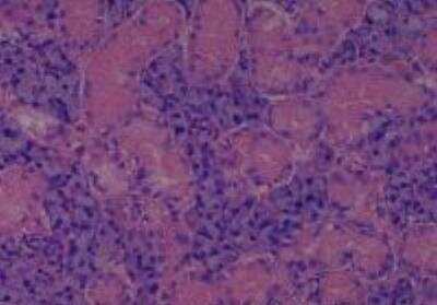 Hematoxylin & Eosin Stain: Rat organs formalin fixed Tissue MicroArray (Normal) [NBP2-30227] - 06. Salivary gland