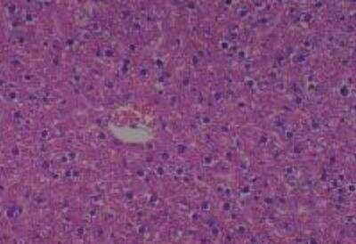 Hematoxylin & Eosin Stain: Rat organs formalin fixed Tissue MicroArray (Normal) [NBP2-30227] - 07. Liver