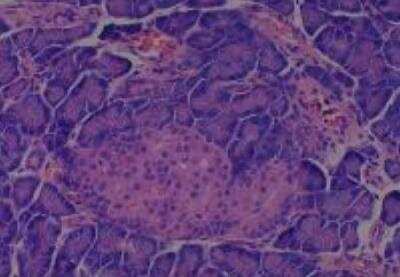 Hematoxylin & Eosin Stain: Rat organs formalin fixed Tissue MicroArray (Normal) [NBP2-30227] - 08. Pancreas