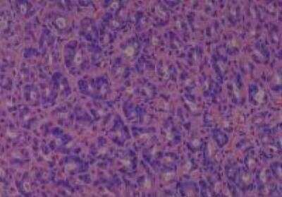 Hematoxylin & Eosin Stain: Rat organs formalin fixed Tissue MicroArray (Normal) [NBP2-30227] - 09. Stomach