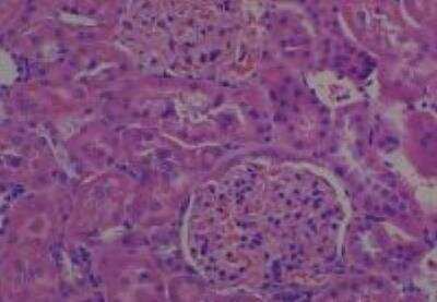 Hematoxylin & Eosin Stain: Rat organs formalin fixed Tissue MicroArray (Normal) [NBP2-30227] - 12. Kidney, cortex