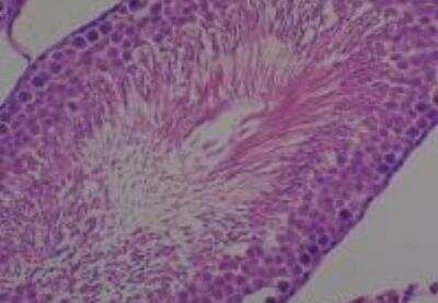 Hematoxylin & Eosin Stain: Rat organs formalin fixed Tissue MicroArray (Normal) [NBP2-30227] -  16. Testis