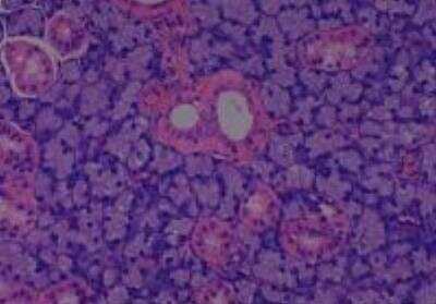 Hematoxylin & Eosin Stain: Rat organs perfusion fixation Tissue MicroArray (Normal) [NBP2-30228] - 16. Salivary gland, mucinous