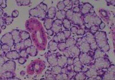 Hematoxylin & Eosin Stain: Rat organs perfusion fixation Tissue MicroArray (Normal) [NBP2-30228] -  17. Salivary gland, serous