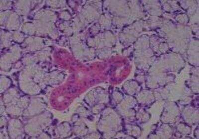 Hematoxylin & Eosin Stain: Rat organs perfusion fixation Tissue MicroArray (Normal) [NBP2-30228] -  18. Salivary gland, serous