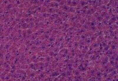 Hematoxylin & Eosin Stain: Rat organs perfusion fixation Tissue MicroArray (Normal) [NBP2-30228] - 19. Liver