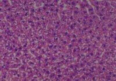 Hematoxylin & Eosin Stain: Rat organs perfusion fixation Tissue MicroArray (Normal) [NBP2-30228] - 20. Liver