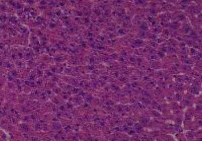 Hematoxylin & Eosin Stain: Rat organs perfusion fixation Tissue MicroArray (Normal) [NBP2-30228] - 21. Liver