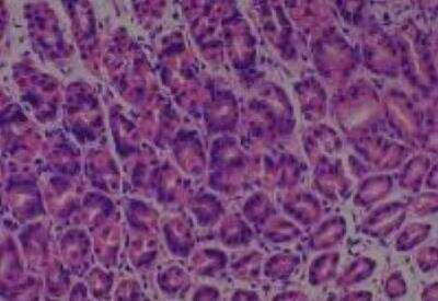 Hematoxylin & Eosin Stain: Rat organs perfusion fixation Tissue MicroArray (Normal) [NBP2-30228] -  24. Stomach