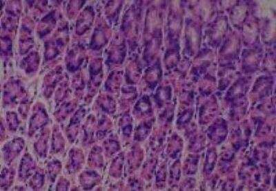 Hematoxylin & Eosin Stain: Rat organs perfusion fixation Tissue MicroArray (Normal) [NBP2-30228] -  25. Stomach